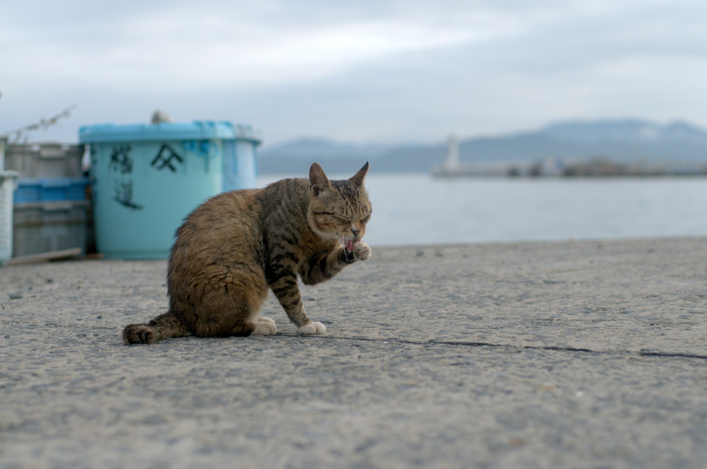 食後の身だしなみを・・・