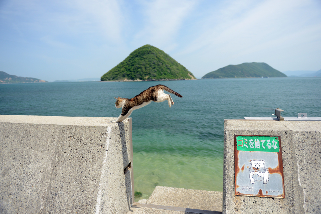 とびねこ　No.26