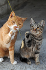 ねこじゃらしペアの部