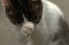 こねこねこね（ 顔洗い）