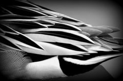 The pattern 2