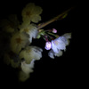 Light Up ↑　（２）