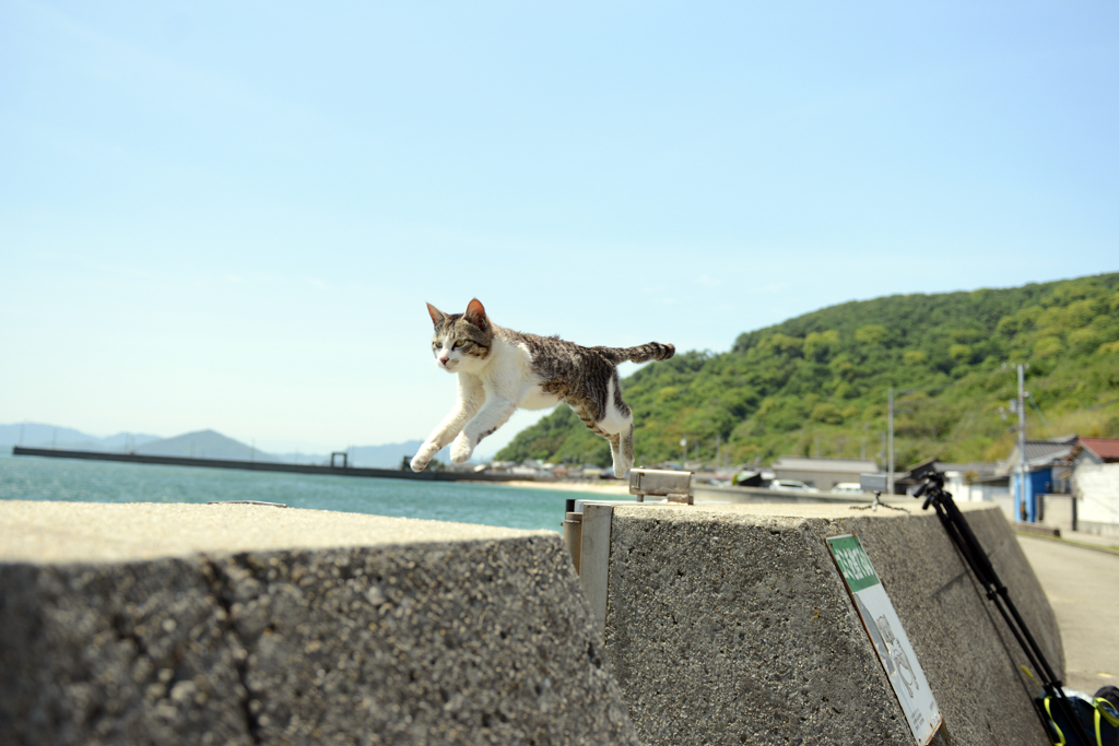 とびねこ　No.08