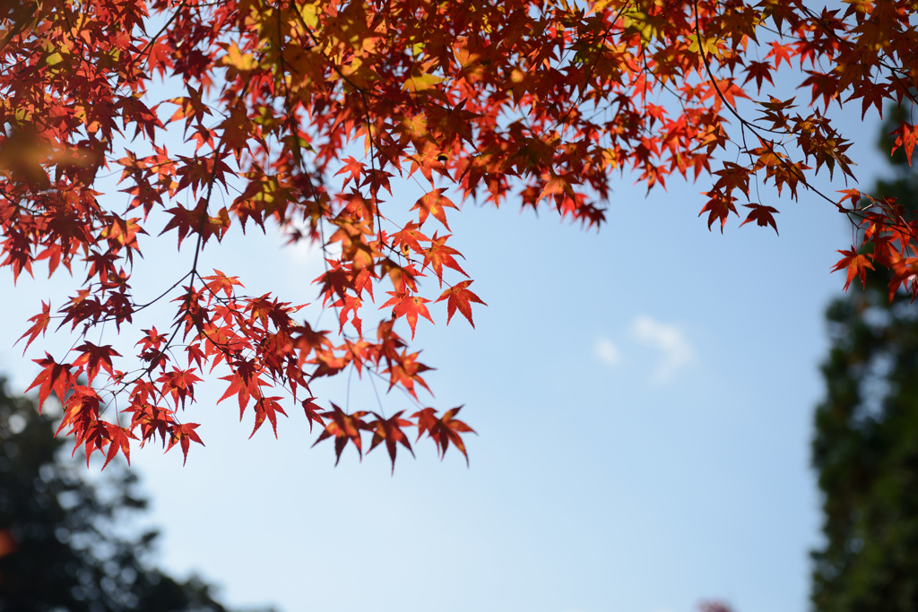 神護寺　～　紅色と、碧空と