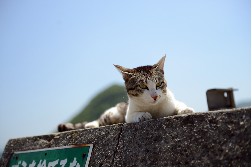 とびねこ　No.03