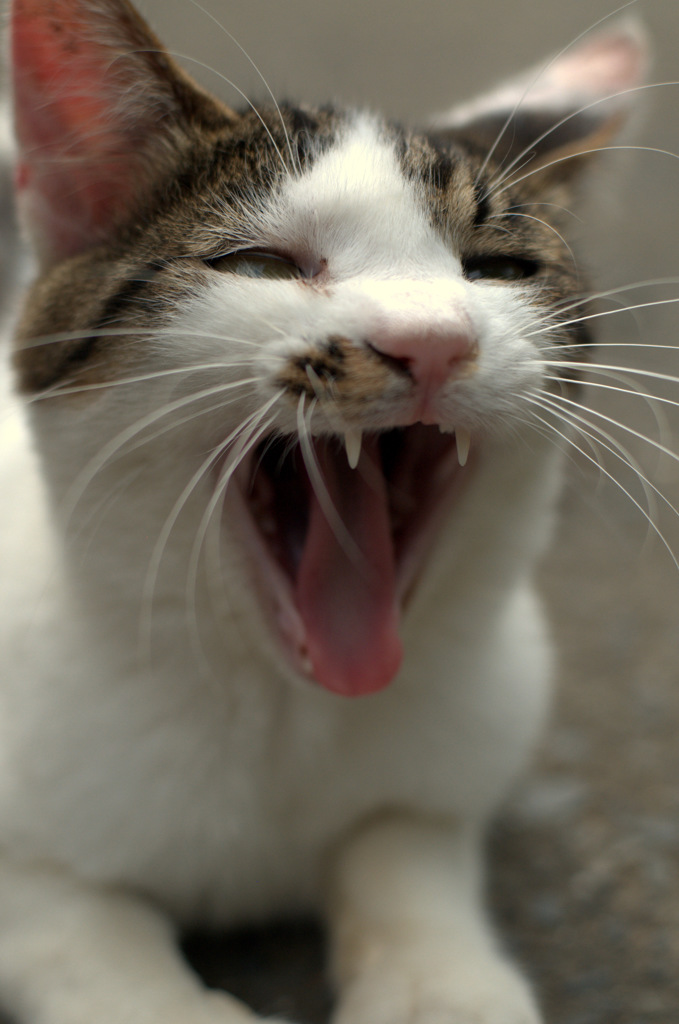 ふわぁ