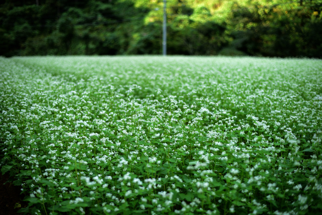 蕎麦の花