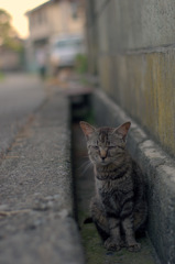 不審者を視る訝しげな眼