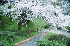 桜坂　～　高岡古城公園