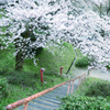 桜坂　～　高岡古城公園