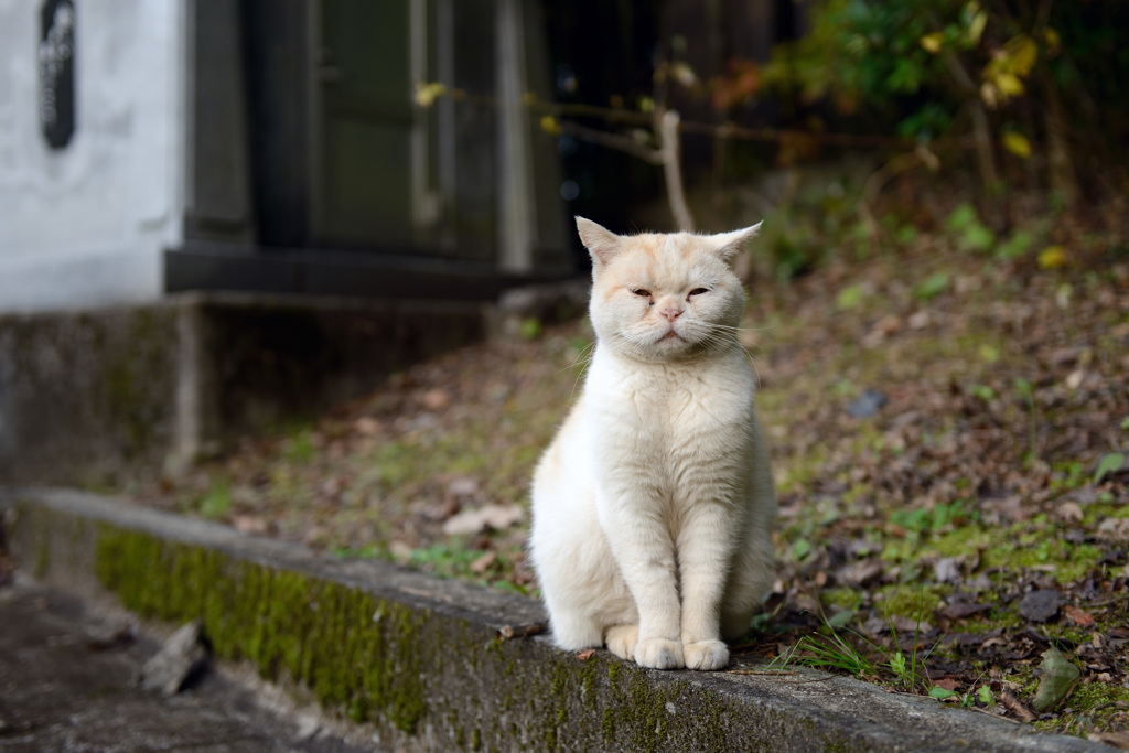 ぶちゃ可愛いだけですがダメですか