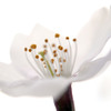 薄桜
