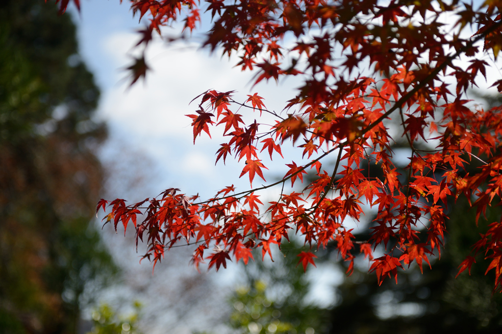 神護寺　～　燃える紅