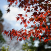 神護寺　～　燃える紅