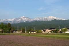 蓮華畑と立山と