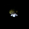桜電灯