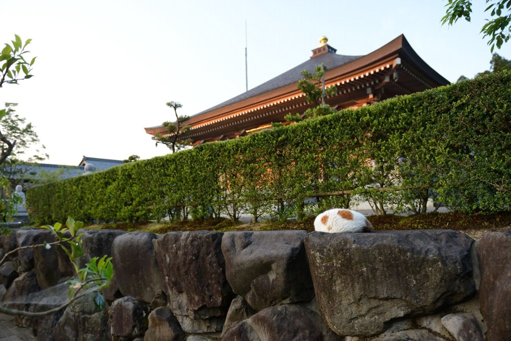 きなこ餅