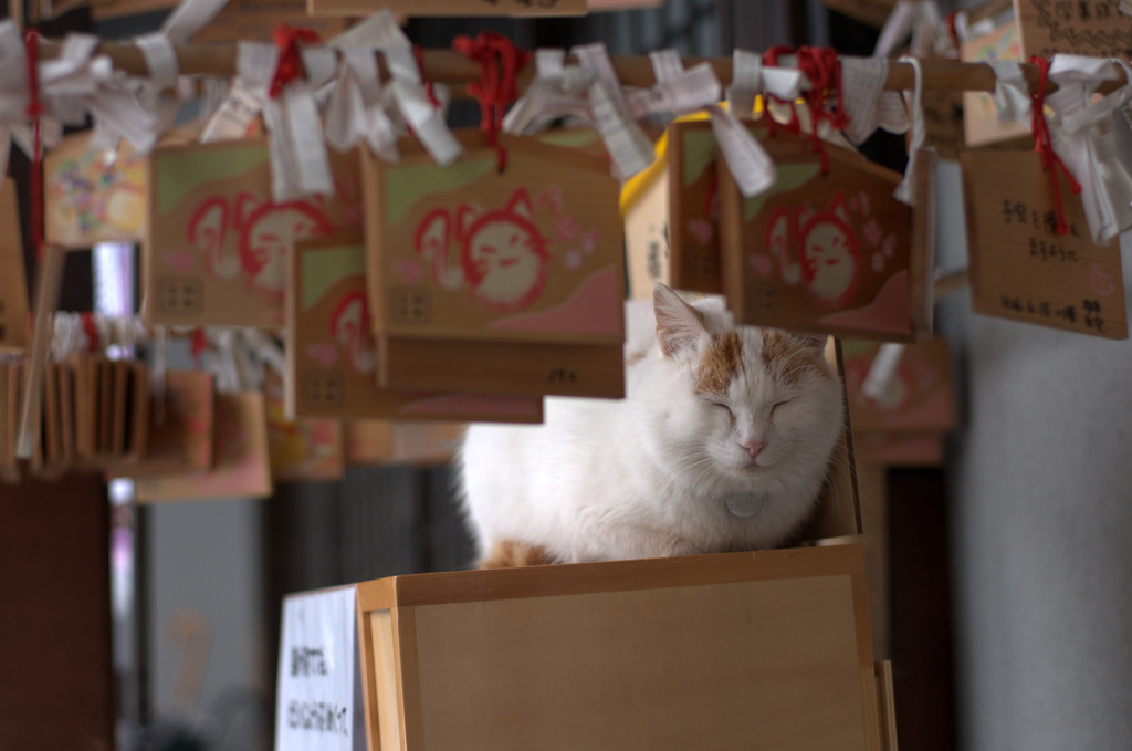 福猫