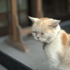 ぶさ猫　~　レオ君