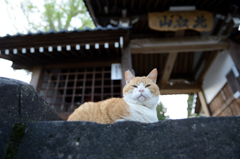 てらねこ