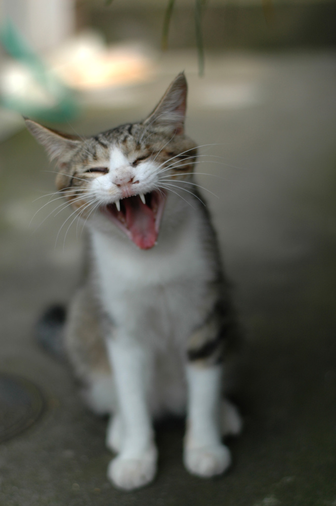 気だるい昼下がり