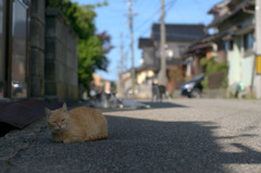 なにかご用？
