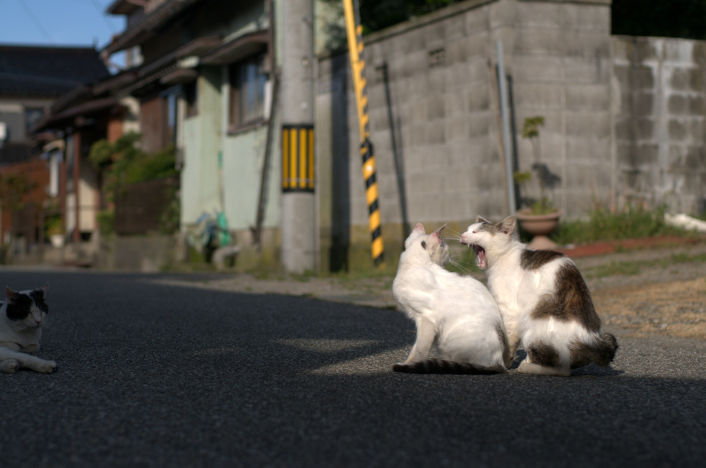 ふわわわわ