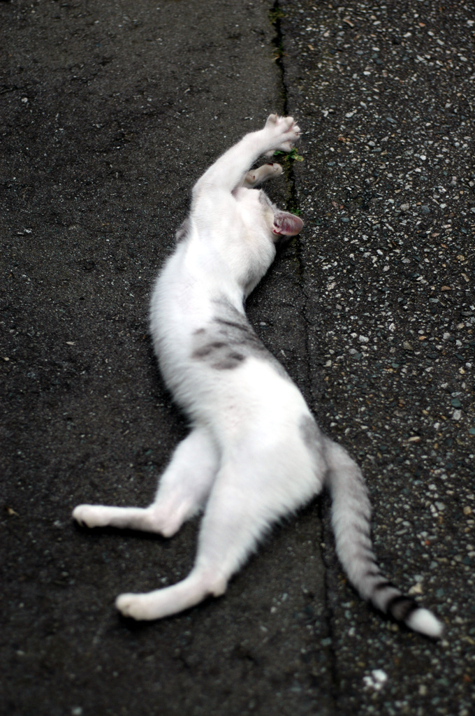 猫背矯正