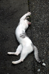 猫背矯正