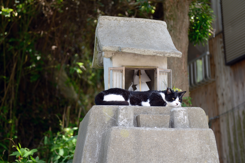 猫神様