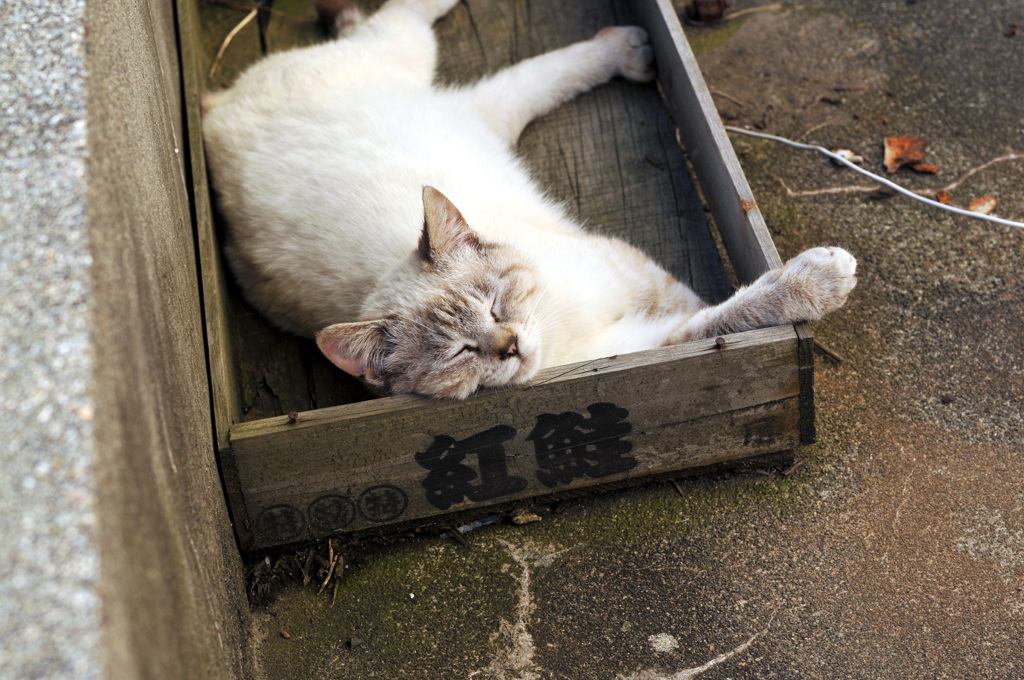 紅鮭