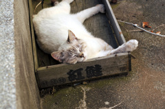 紅鮭