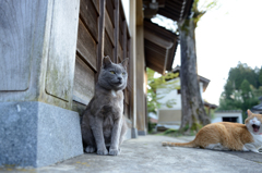 よこで欠伸する人