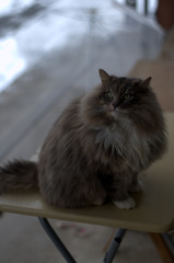 ノルウェージャンフォレストキャットの雑種さん？