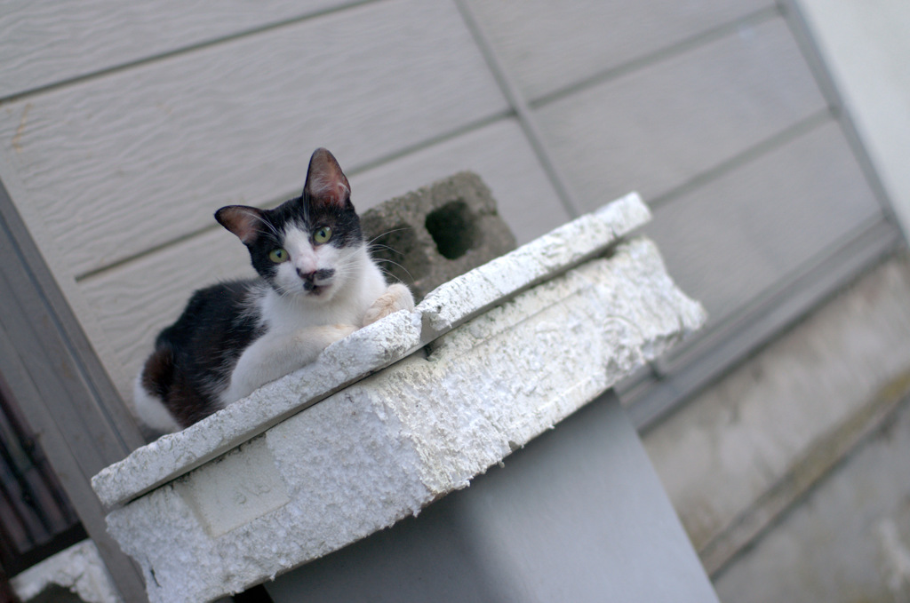 猫斜真