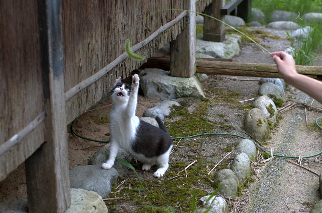 おらっしゃぁ！