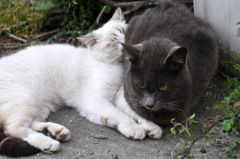 猫枕