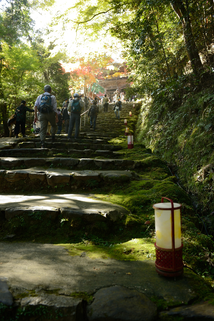 神護寺　～　苔むした石段より