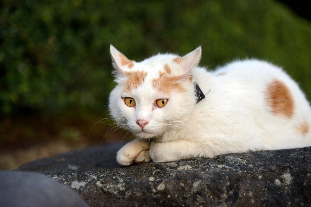 残念、猫ちゃんでした