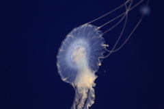A86H1158