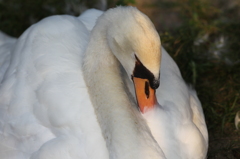 寝る子はキュート