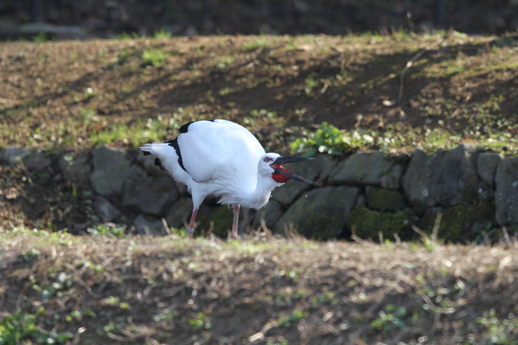 コウノトリ①