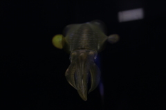 A86H1152