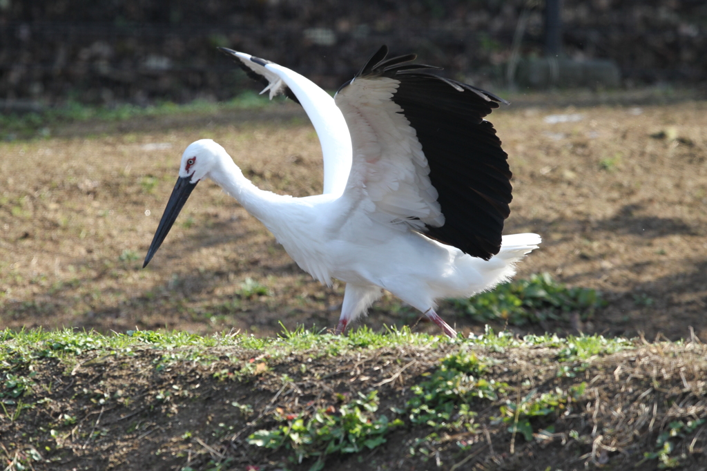コウノトリ③