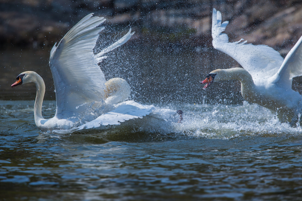 熱く激しくそして美しく!!白鳥の壮絶なバトル