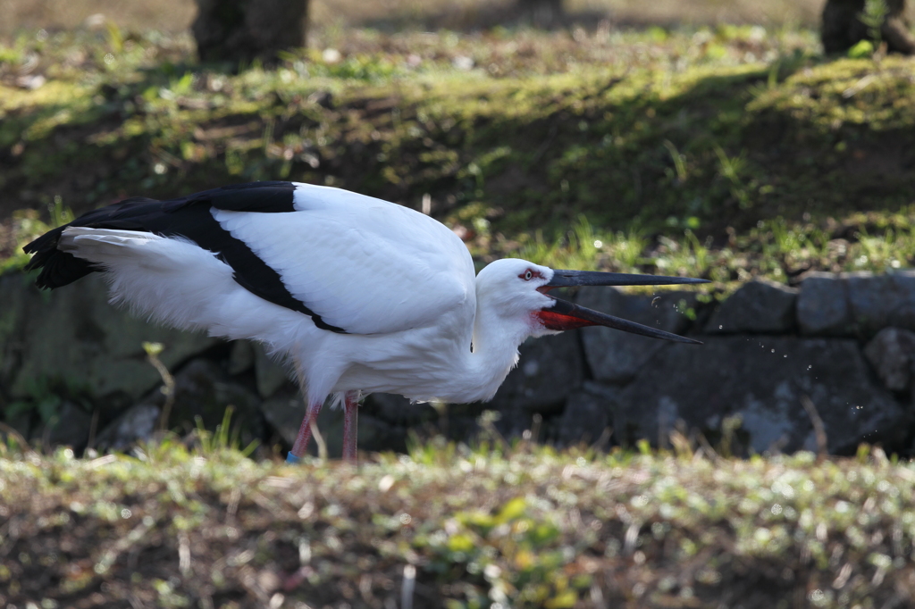 コウノトリ②