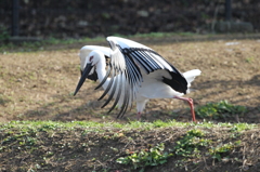 コウノトリ④