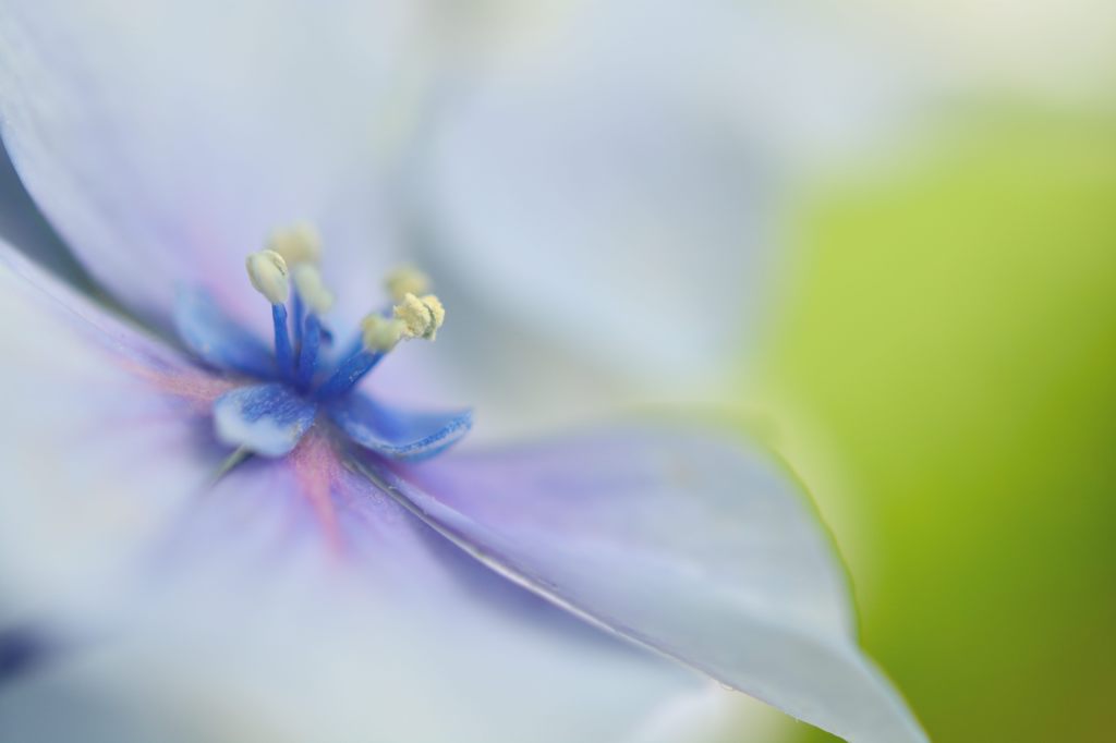 紫陽花