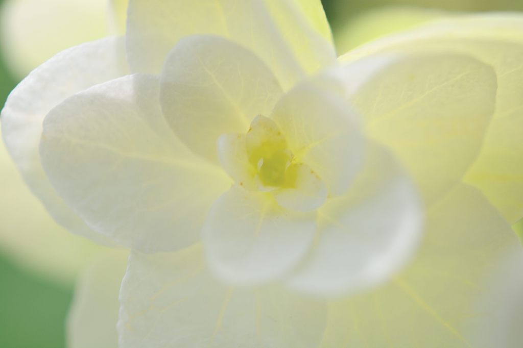 白い紫陽花