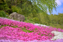 芝桜